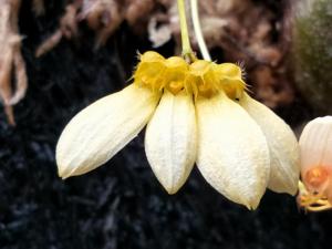 Bulbophyllum lepidum