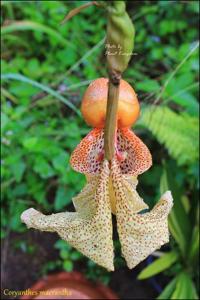 Coryanthes macrantha