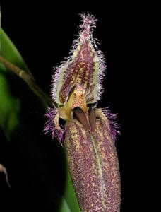 Bulbophyllum romyi