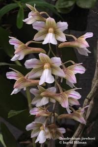 Dendrobium calcariferum