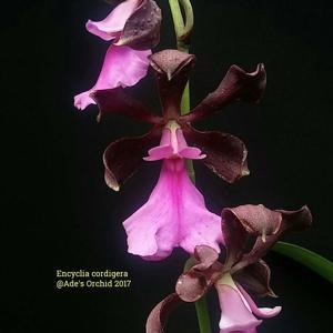 Encyclia cordigera