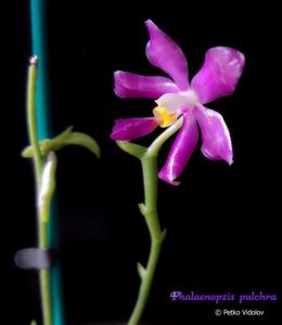 Phalaenopsis pulchra