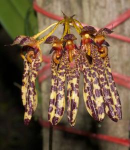Bulbophyllum longiflorum