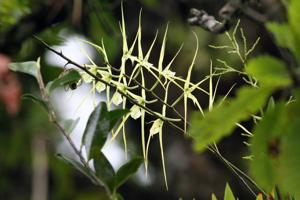 Brassia verrucosa