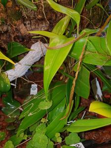 Coelogyne hampelii