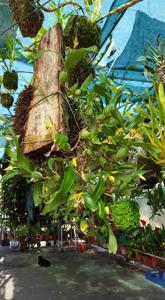 Coelogyne fimbriata