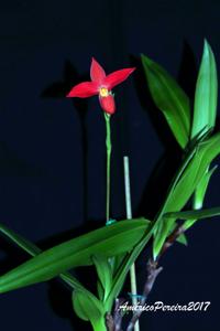 Phragmipedium besseae