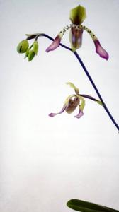Paphiopedilum lowii