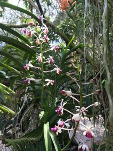Vanda lamellata var. boxallii