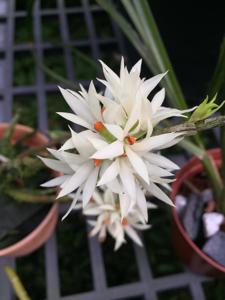 Dendrobium bracteosum