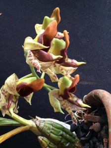 Catasetum galeritum