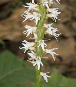 Peristylus constrictus