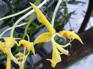 Gongora gratulabunda