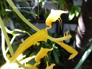 Gongora gratulabunda