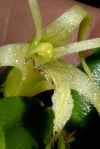 Dendrobium crenulatum
