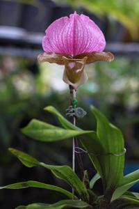 Paphiopedilum charlesworthii