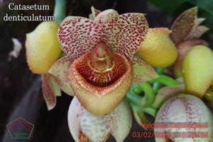 Catasetum denticulatum