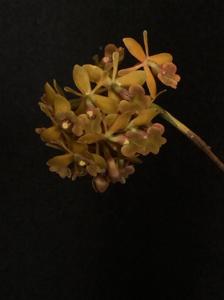 Epidendrum anceps