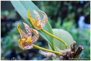 Bulbophyllum baileyi