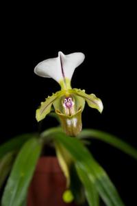 Paphiopedilum spicerianum
