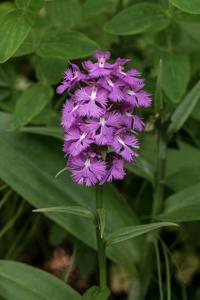 Platanthera grandiflora
