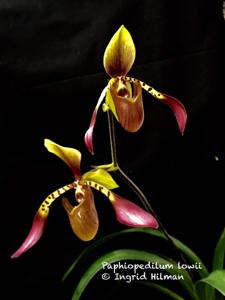 Paphiopedilum lowii