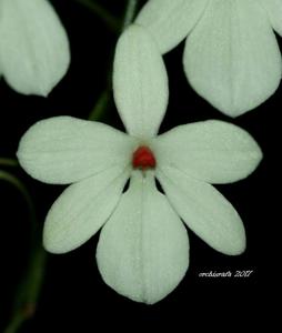 Aerangis luteoalba var. rhodosticta