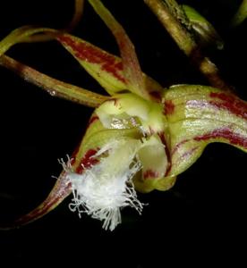 Dendrobium polyschistum var. graminiforme