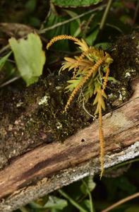 Oberonia caulescens