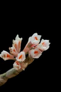 Dendrobium caliculi-mentum