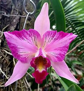 Laelia anceps subsp. anceps