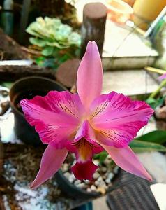 Laelia anceps subsp. anceps