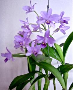 Guarianthe bowringiana