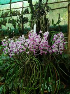 Seidenfadenia mitrata