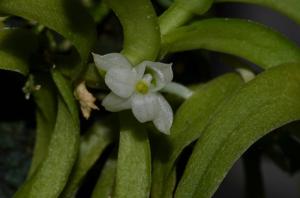 Angraecum pterophyllum
