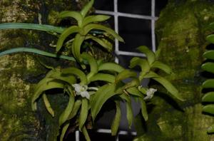Angraecum pterophyllum