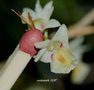 Dendrobium spatella