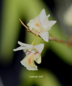Dendrobium spatella