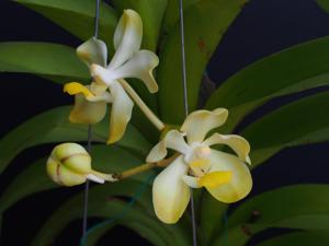 Vanda dearei