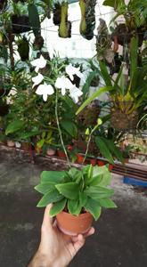 Habenaria lindleyana