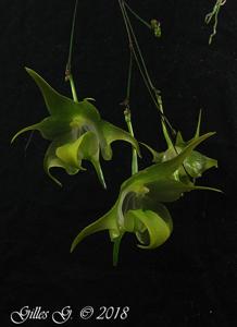 Aeranthes neoperrieri