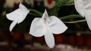 Habenaria lindleyana