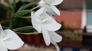 Habenaria lindleyana