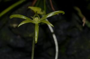 Angraecum rhynchoglossum