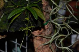 Angraecum rhynchoglossum