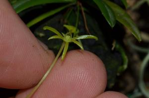 Angraecum rhynchoglossum