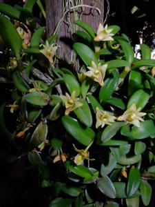 Dendrobium pachyphyllum