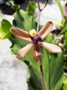 Porphyroglottis maxwelliae