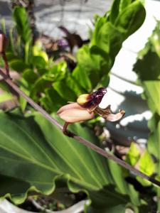 Porphyroglottis maxwelliae