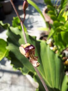 Porphyroglottis maxwelliae